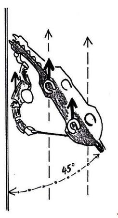 Kontra dovnútra plece